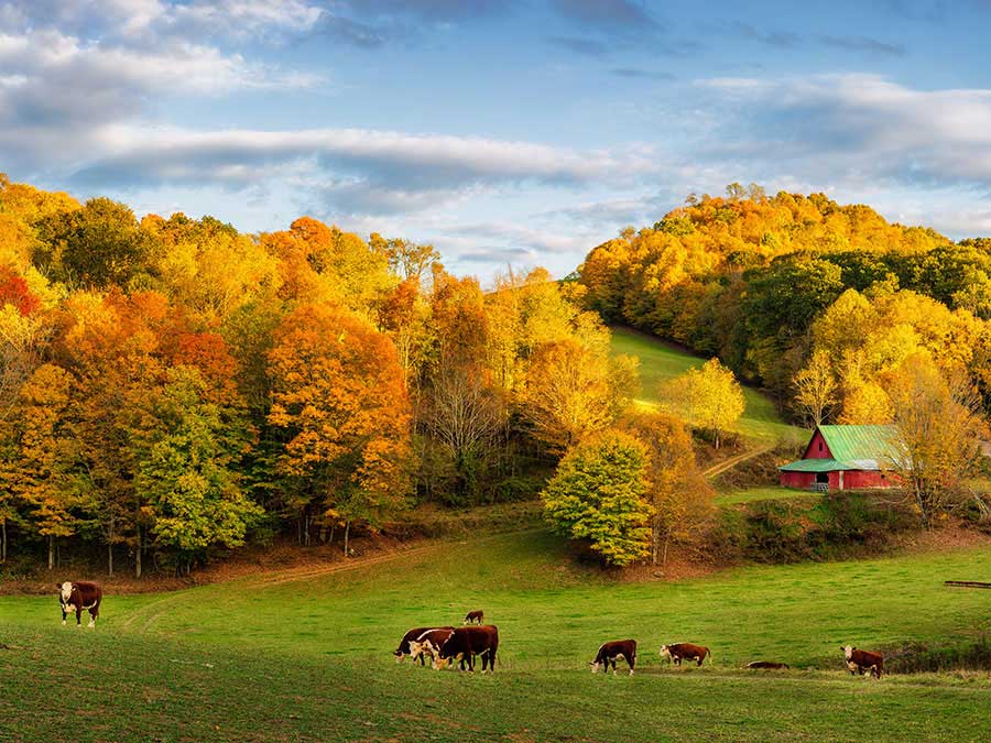 NC Mountains with Cows