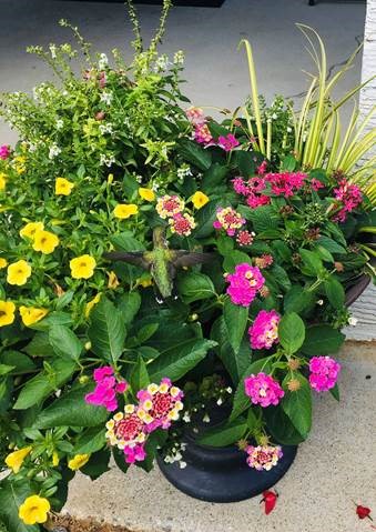 Hummingbird on flowers