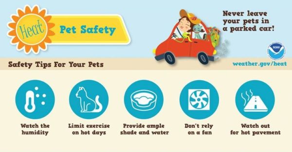 Article on pet safety during summer