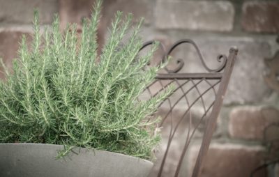 Herb Rosemary plant